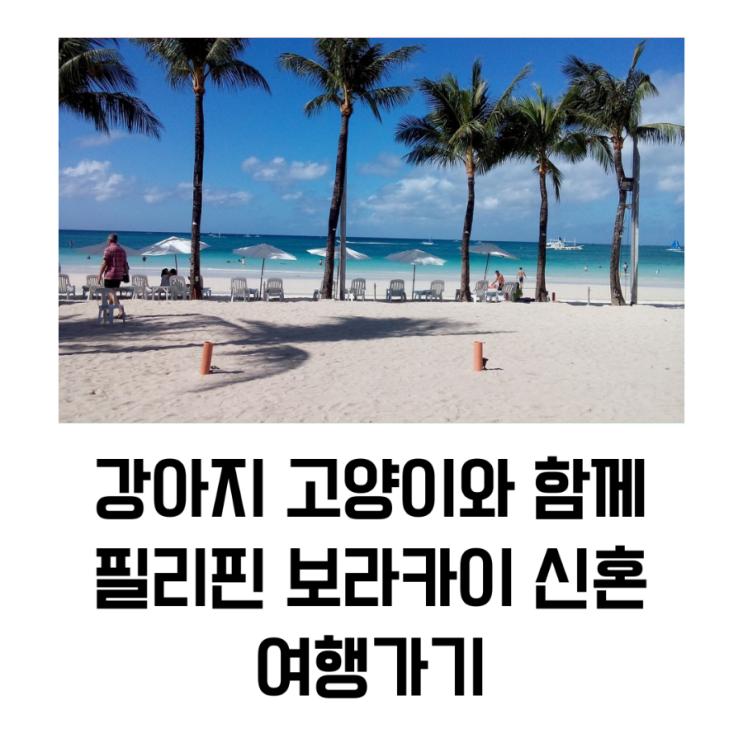  강아지 고양이와 함께 필리핀 보라카이 신혼 여행가기