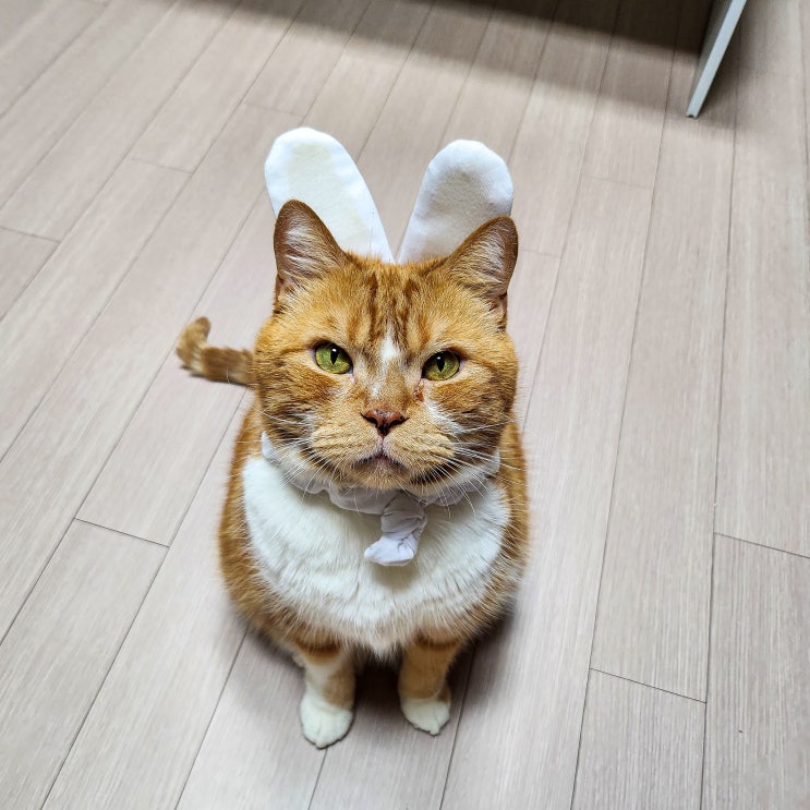  고양이 눈꼽 눈물 이유 해결 위한 면역력 올리는 방법 3가지