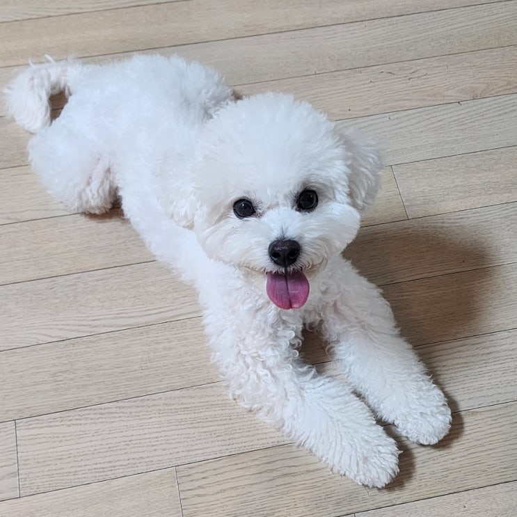  [일상] 231213 블로그씨 '반려동물' 비숑 블랑이