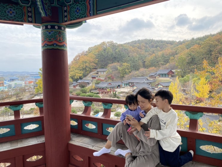  나무, 열매아빠 육아일기(72) - 은행나무, 선죽교가 유명한 포은 정몽주 생가 임고서원.