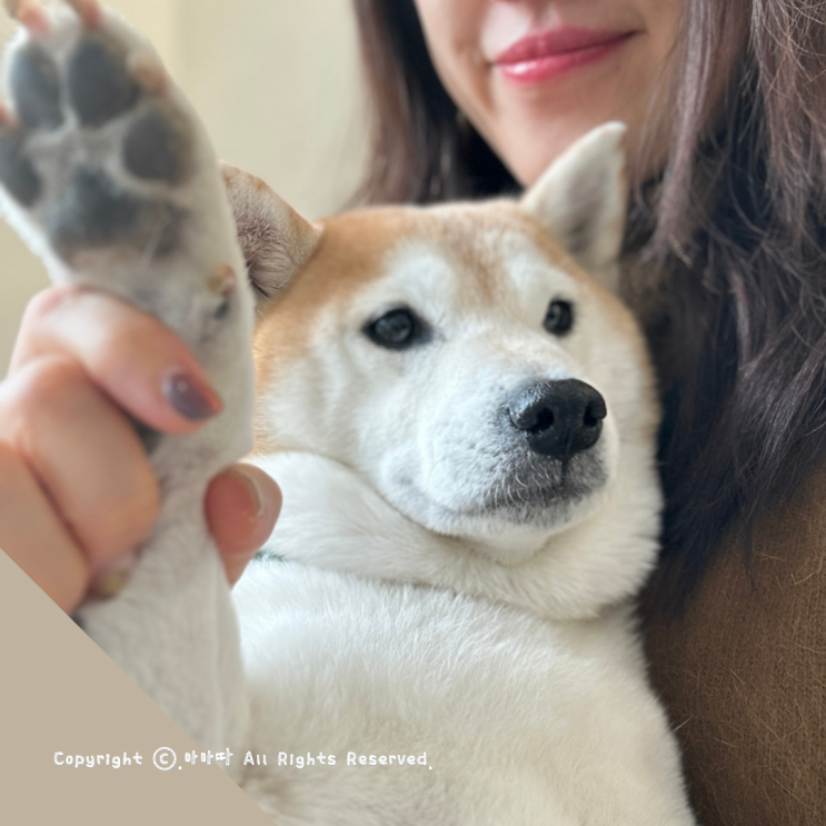  파주 야당동물병원 서울하이동물의료센터 노견 건강검진