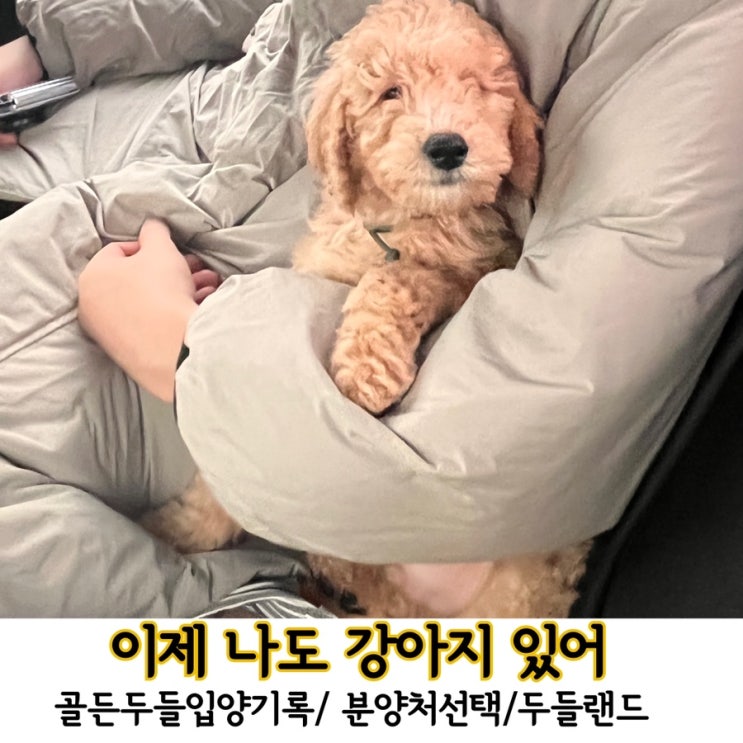 이제 나도 강아지있어1. 두들랜드 골든두들 입양과정 기록/ 분양결심, 반려견분양처 선택하기