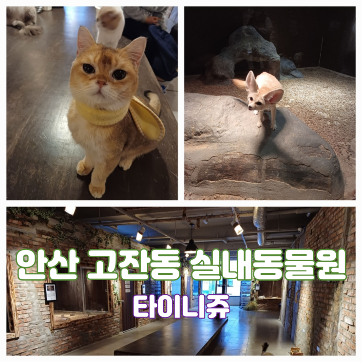안산 실내동물원 타이니쥬 아이와 함께 이색 테마 동물체험관 안산 실내동물원 타이니쥬 아이와 함께 이색 테마 동물체험관