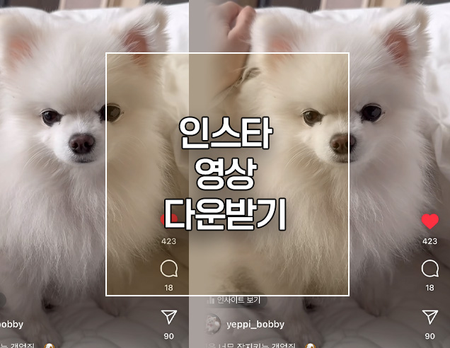  인스타그램 동영상 저장 내 귀여운 강아지 릴스 다운로드