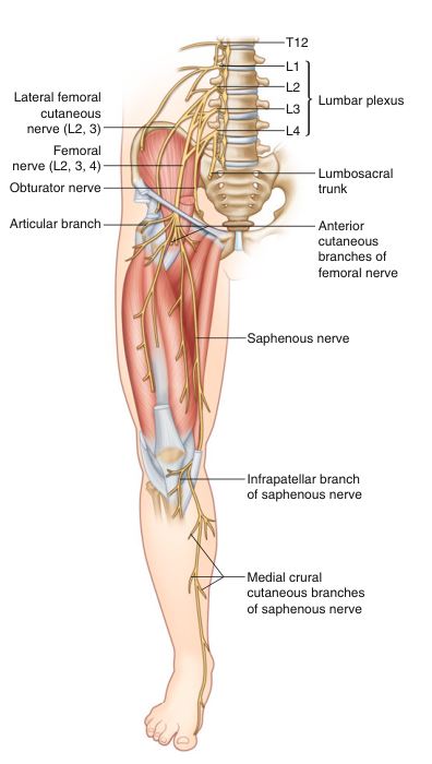  복재신경(Saphenous Nerve)과 무릎 내측 통증의 관련성!