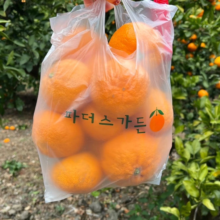 제주 여행코스 추천 | 감귤체험농장, 동물먹이체험, 동백꽃명소 &ldquo;파더스가든&rdquo; 후기