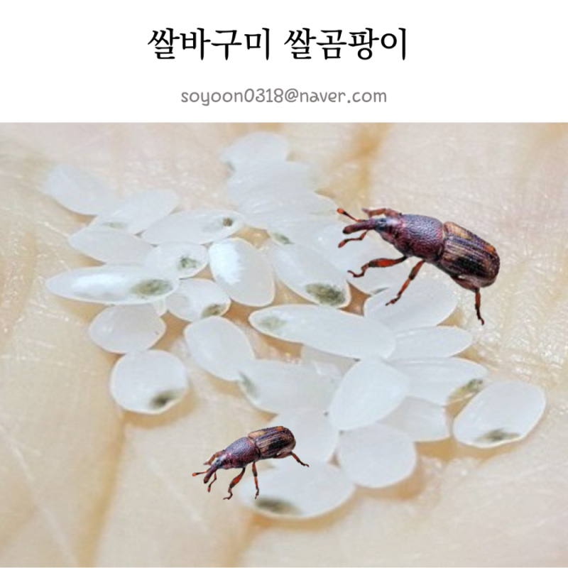쌀곰팡이 먹으면? 쌀바구미 쌀벌레 없애는 쌀보관법!