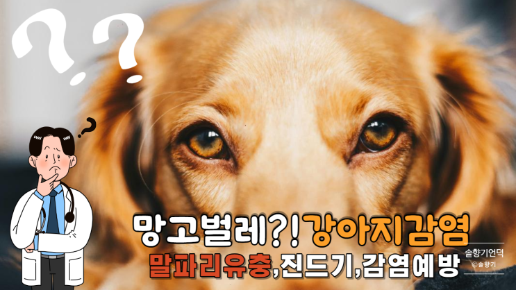  강아지 말파리유충,애견 피부속, 망고벌레 감염 예방과 치료 진드기,파리유충 구더기