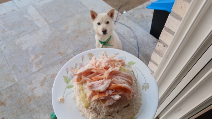  찐빵이 1살 되었어요.