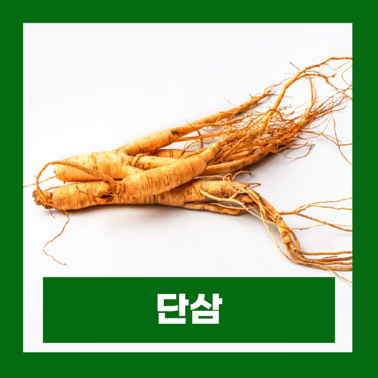  단삼 효능 단삼차 부작용 단삼즙 먹는법