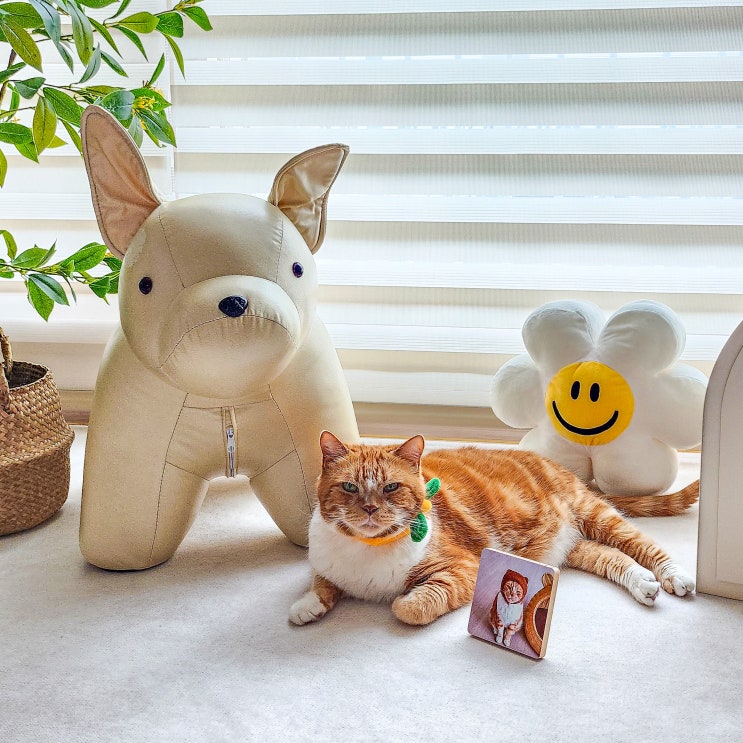  고양이 정보, 강아지 산책 기록하기 좋은 반려동물 피피 어플