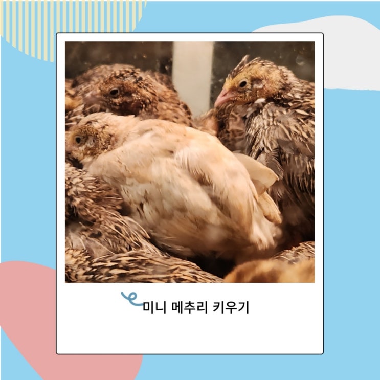 미니 메추리 키우기 부화 크기와 종류에 따라 달라요