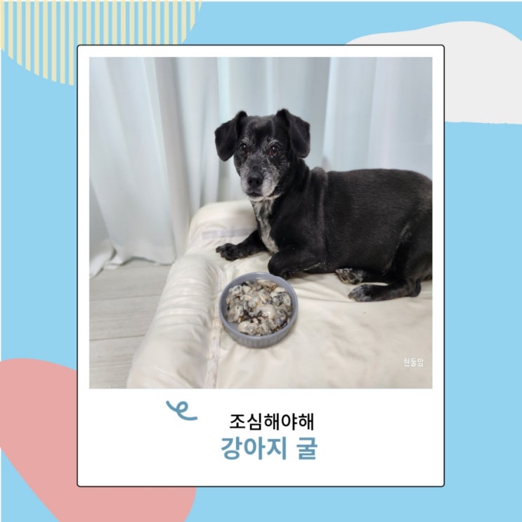 강아지 굴 석화 생굴은 먹으면 위험한 음식 강아지 굴 석화 생굴은 먹으면 위험한 음식