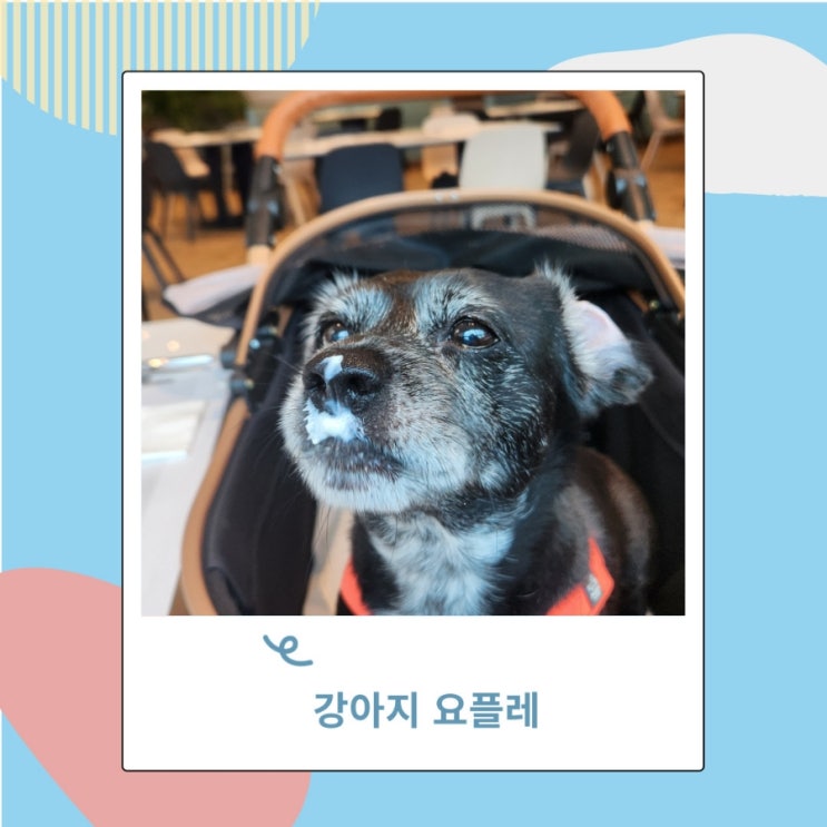 강아지 요거트 요플레 대신 플레인으로 강아지 요거트 요플레 대신 플레인으로