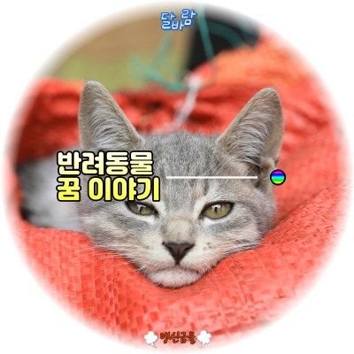 반려견죽는꿈 강아지 고양이 반려동물 죽는꿈 해몽이 주는 의미