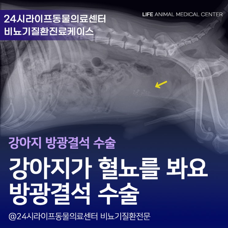 강아지가 혈뇨를 봐요 / 강아지 방광 결석 수술 : 대구강아지수술전문동물병원 강아지가 혈뇨를 봐요 / 강아지 방광 결석 수술 : 대구강아지수술전문동물병원