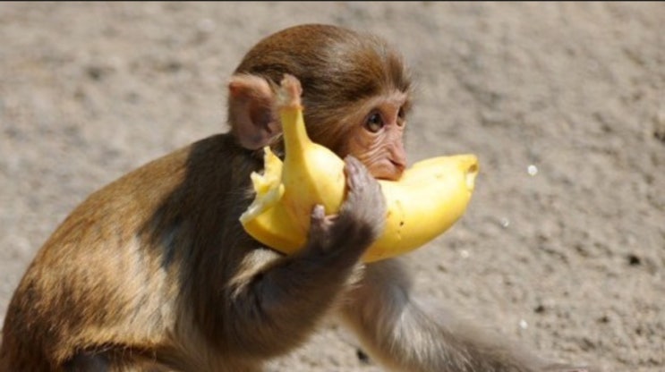 &lt;원어민표현&gt; “Go bananas“는 무슨뜻일까요?