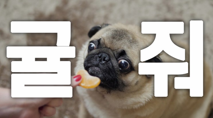 강아지 귤 먹어도 될까?