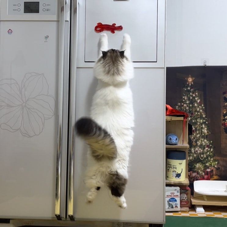  [고양이 장난감] 던지면 착! 달라붙는 도마뱀 ; 다이소 천원의 사냥감