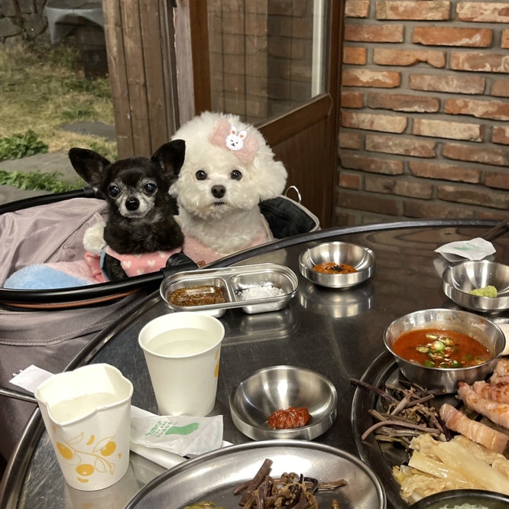  서귀포 중문 모메든 식당, 사계절 괜찮은 제주도 애견동반 흑돼지 맛집