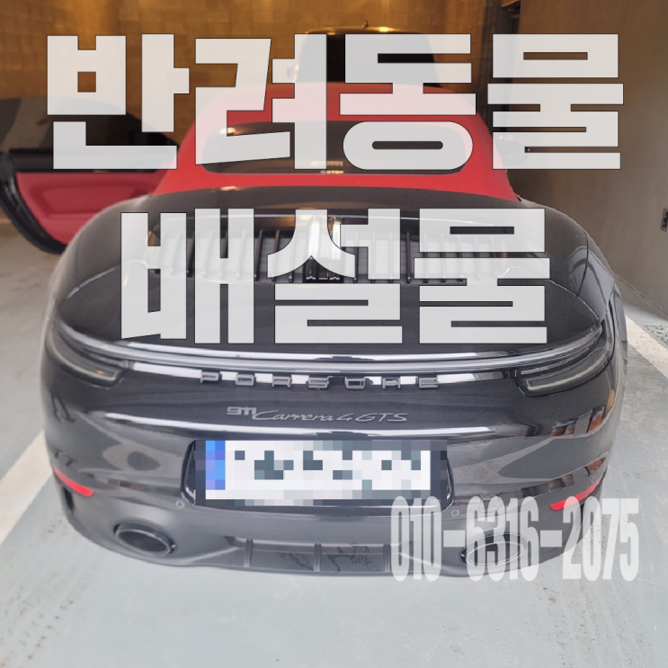  은평구출장세차 반려동물 배변으로 인한 오염 완벽해결!