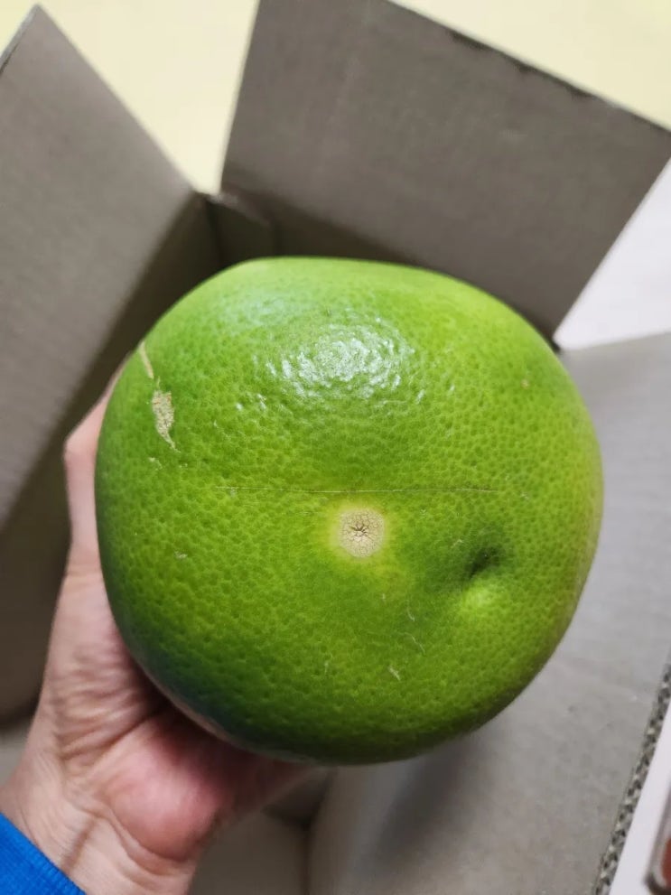  올팜 자몽 수확 크기가 어마어마해요.