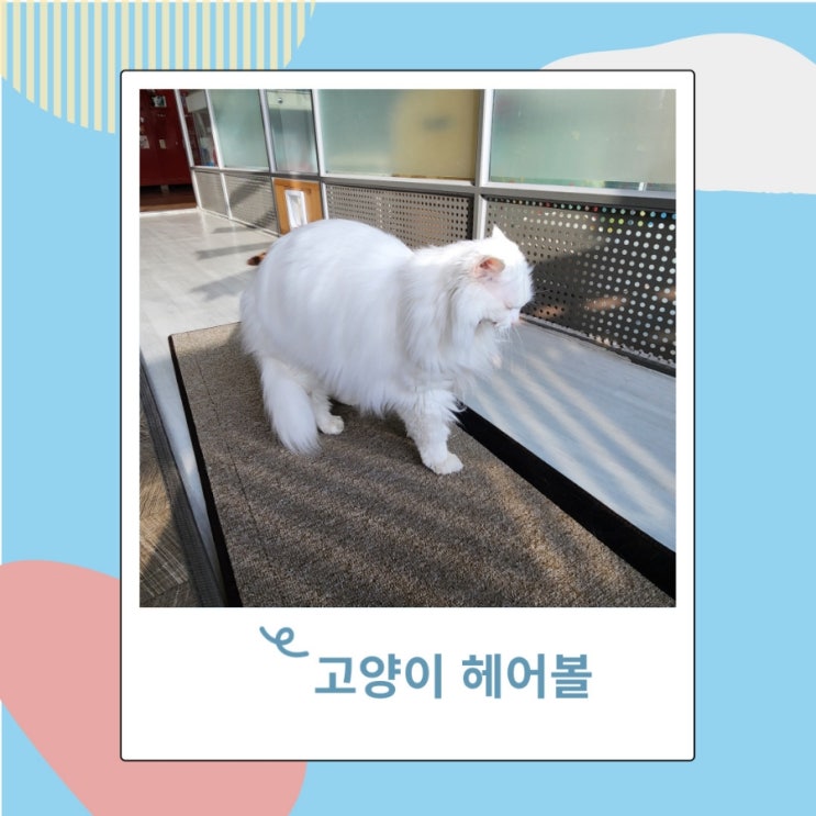 고양이 헤어볼토 토하는 원인