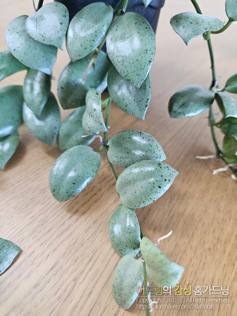 호야 민트코인 삽목하기 : 네이버 블로그