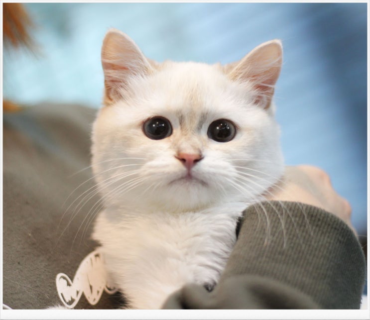 김포고양이분양 건강한 고양이가정분양 을 알아보고 계신가요?  마포도레미캣 에서 실시간으로 개냥이를 만나보실 수 있어요. (feat. 브리티쉬숏헤어)