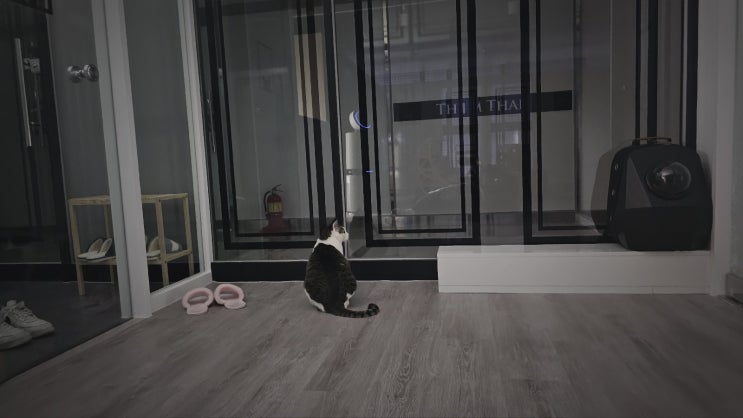 인천 청라 고양이 묘한호텔 일상 애기 사진기록