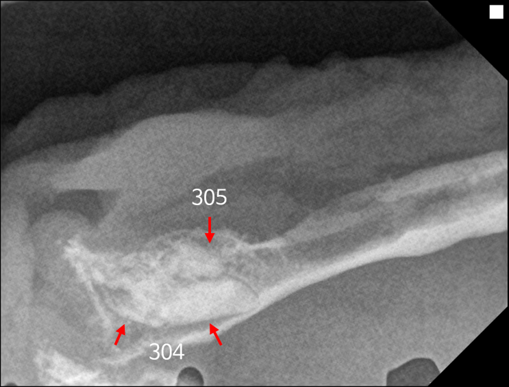 [강아지치과] 홍역(distemper)으로 생길 수 있는 치아 발달 기형
