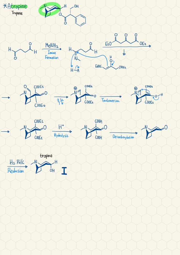 Atropine의 합성기전
