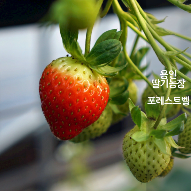  용인 아이와 가볼만한곳 동물 농장 딸기체험 포레스트벨