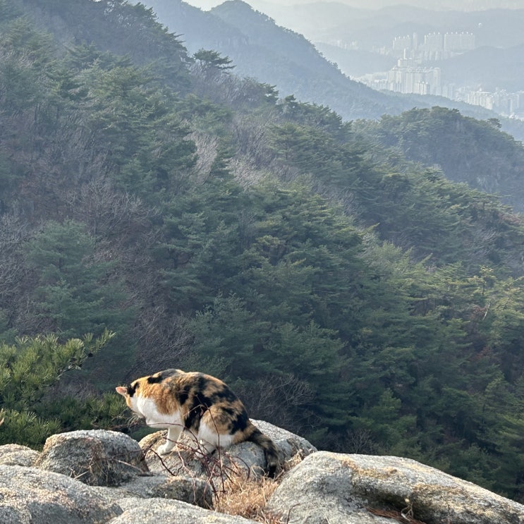  서울 등산로 여행 놀거리 :: 관악산 등산코스 둘레길 깔딱고개
