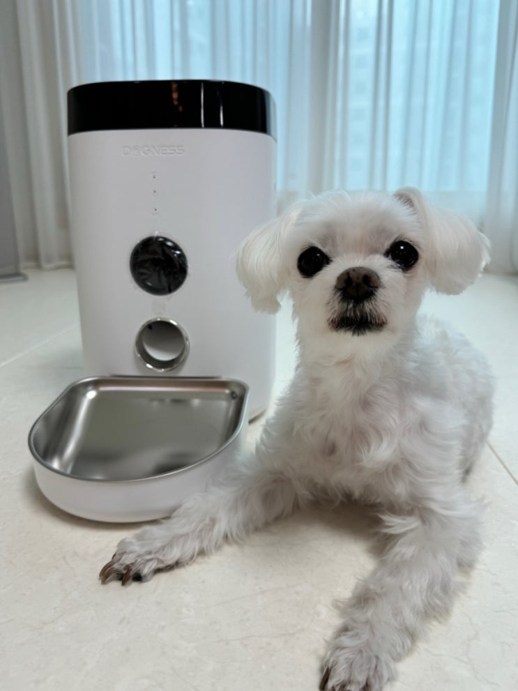  강아지 고양이 자동급식기 추천 펫쭈 사료양 홈캠과 마이크까지 가능한 애견용품