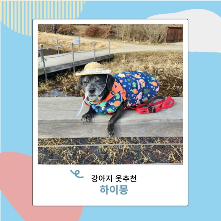 강아지 겨울옷 하이몽 패딩 애견옷 양면가능 강아지 겨울옷 하이몽 패딩 애견옷 양면가능