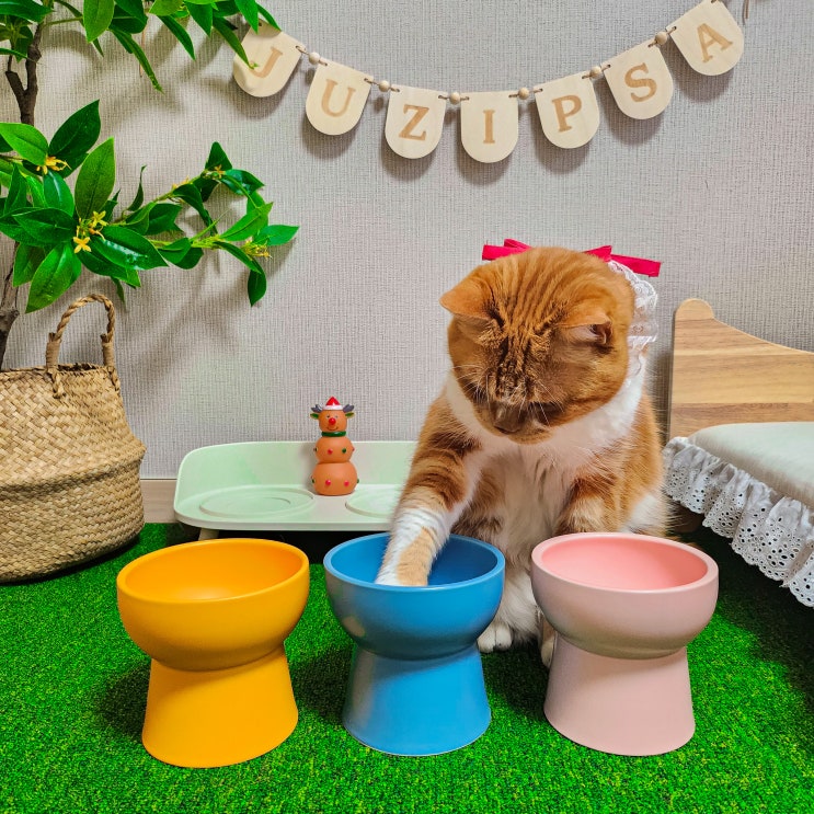  예쁜 고양이 밥그릇 네이버펫 바이푸르 가성비 좋은 고양이식기