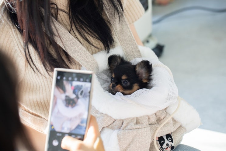  블랙탄 장모치와와 '캉테'