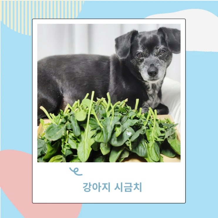 강아지 시금치 먹어도되는음식 이지만 주의해야할 채소 강아지 시금치 먹어도되는음식 이지만 주의해야할 채소