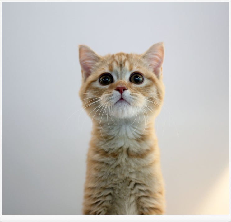 고양이가정분양추천 마포도레미캣 에서 실시간으로 건강한 개냥이들을 알아볼까요? (feat. 브리티쉬숏헤어)