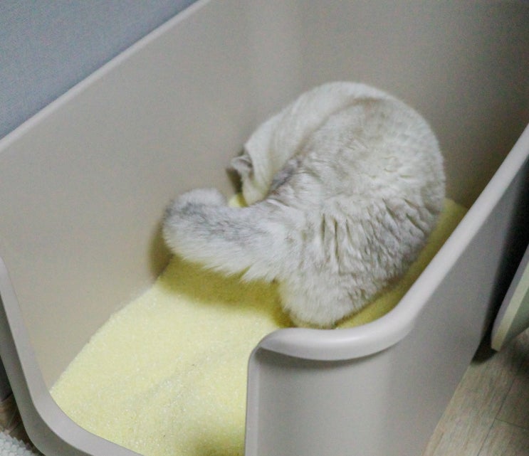  N년째 사용중인 고양이 카사바 모래 네이버펫 써유 오렌지 굵은입자