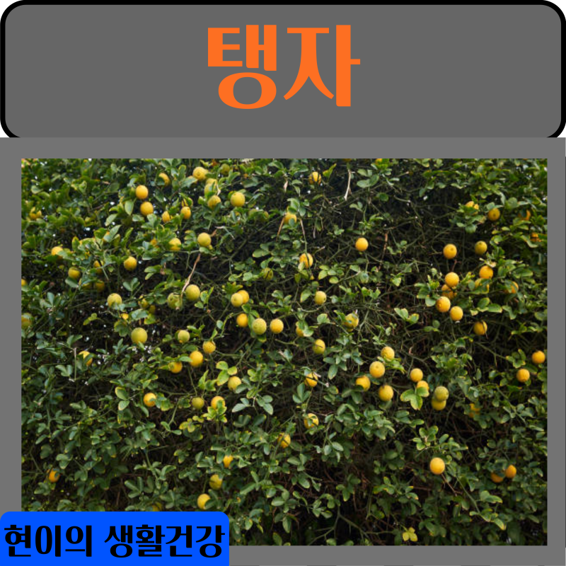 탱자 효소 효능 부작용 먹는법 가격 (열매)