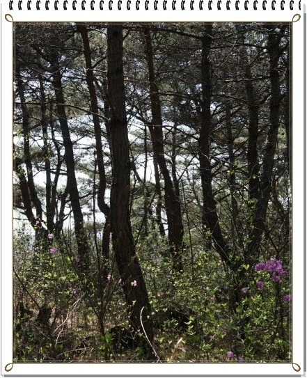 성대산 사진 4