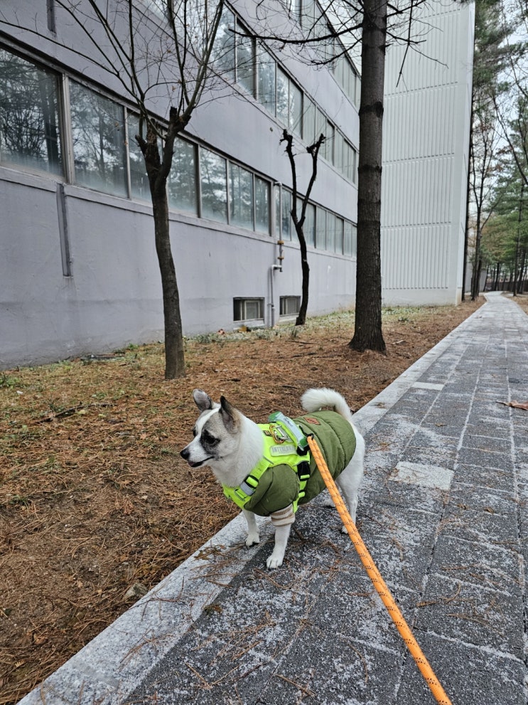  너무춥다 : ) 주말 볼이랑 산책