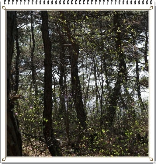 성대산 사진 2