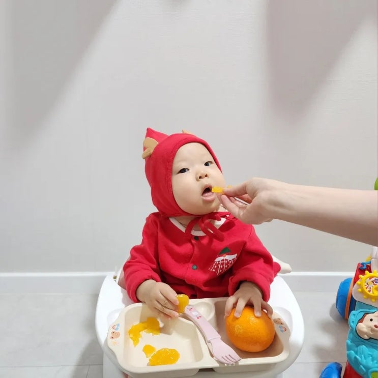  제주 황금향 제덕농원 고당도 황금향 5kg 10개월 아기간식 솔직후기