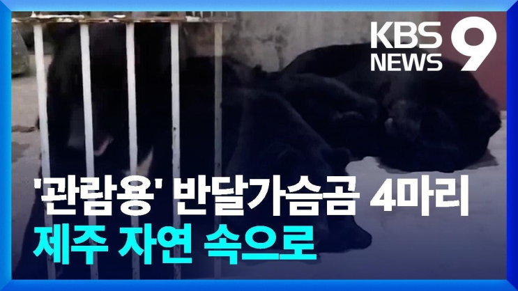 ‘관람용’ <b>반달가슴곰</b> 4마리…<b>제주</b> 자연 속으로 [9시... 