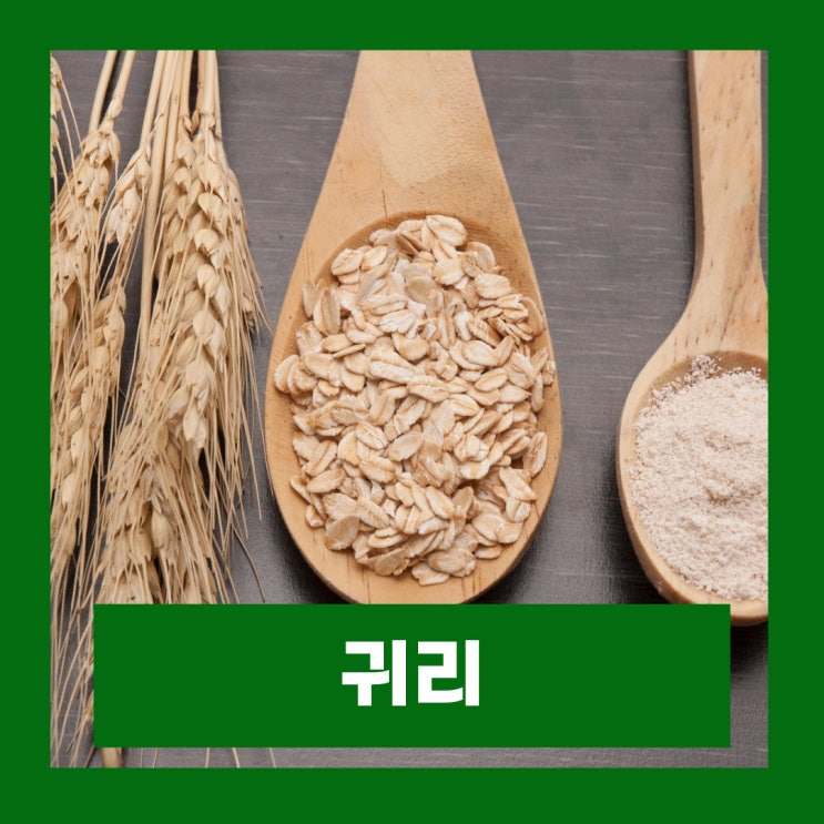  귀리 효능 부작용 귀리밥 다이어트 오트밀 먹는법