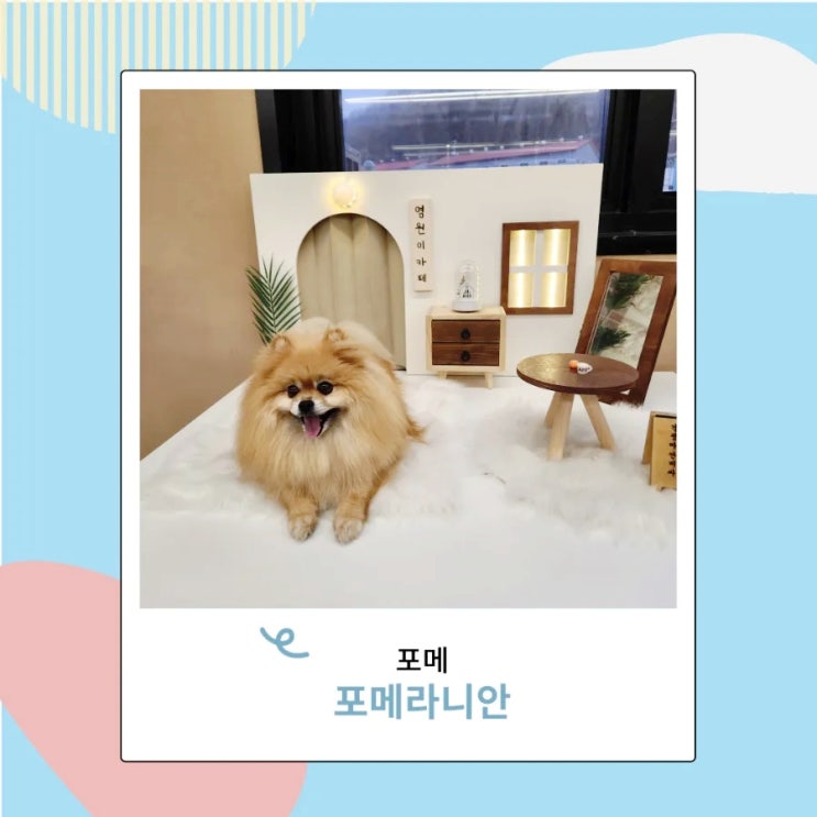 자이언트 포메라니안 성격 종류 포메 털빠짐 알려줌 자이언트 포메라니안 성격 종류 포메 털빠짐 알려줌
