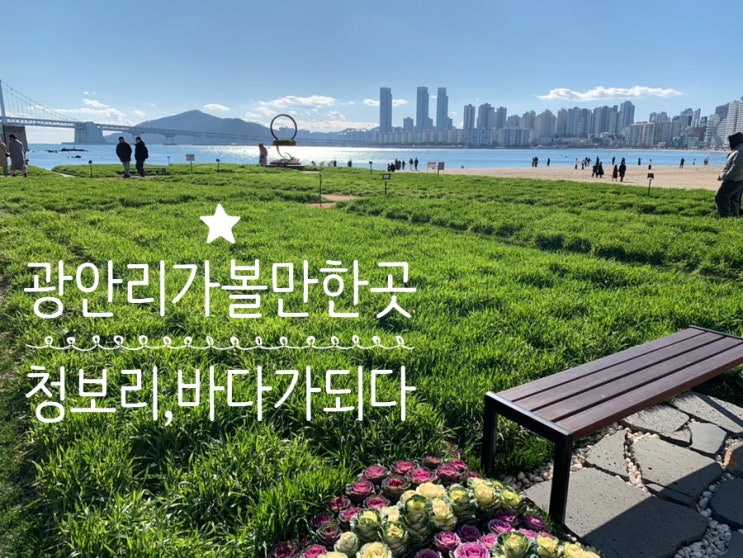 광안리가볼만한곳 민락해변공원 청보리밭 "청보리, 바다가되다" 겨울이지만 초록의 싱그러움이 가득한 이색풍경을 만날수 있는곳